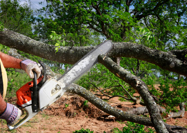 Emergency Storm Tree Removal